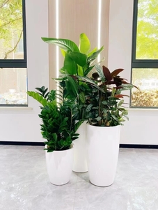 鄞州花木租赁公司